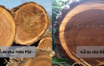 So sánh gỗ óc chó Nam Phi và Bắc Mỹ